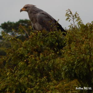 Águia Cinzenta (Urubitinga coronata) registrada recentemente na Serra do Gambá, em Entre Rios. Crédito/Arnaldo Lima.